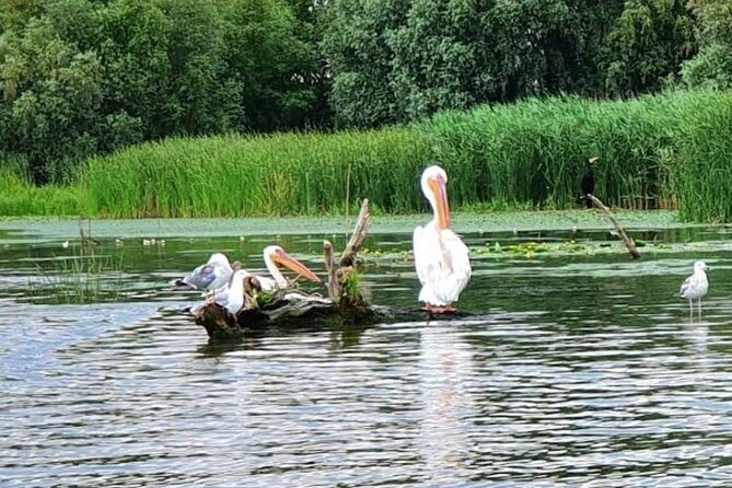 Danube Delta - Private Tour with Boat Trip & Traditional Lunch - Village life and lunch at the delta