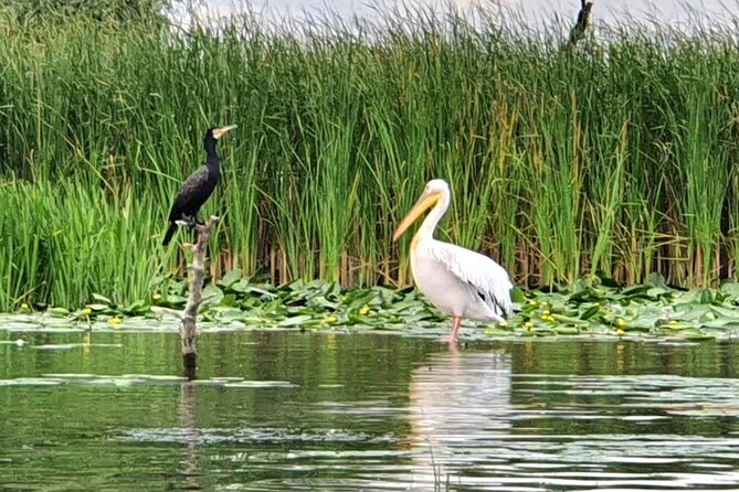 Danube Delta - Private Tour with Boat Trip & Traditional Lunch - What the guide adds to the experience