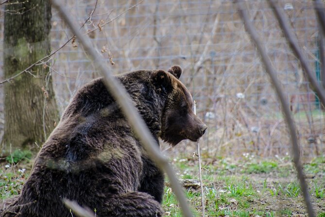 Day Trip Bear Sanctuary, Bran Castle, Rasnov Fortress from Brasov - Rasnov Citadel’s garden and broad views