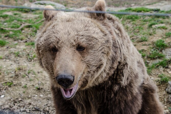 Day Trip Bear Sanctuary, Bran Castle, Rasnov Fortress from Brasov - Timing, weather, and planning advice