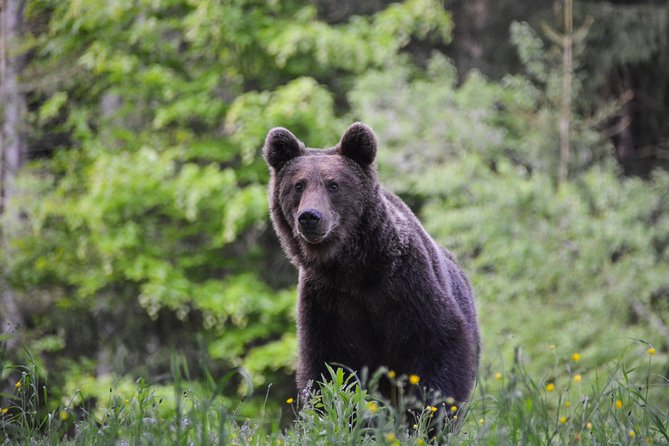 Day Trip & Bear Watching in the Land of Volcanoes - Key points before you book