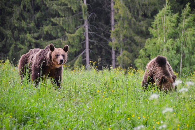 Day Trip & Bear Watching in the Land of Volcanoes - A long day into Romania’s volcanic hills