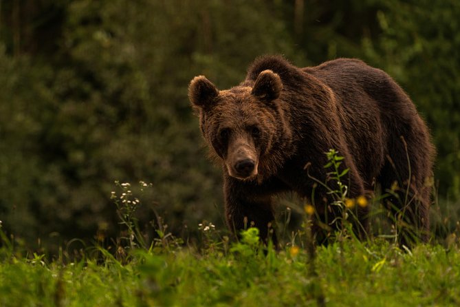 Day Trip & Bear Watching in the Land of Volcanoes - The Puturosu Cave hike and its unusual air