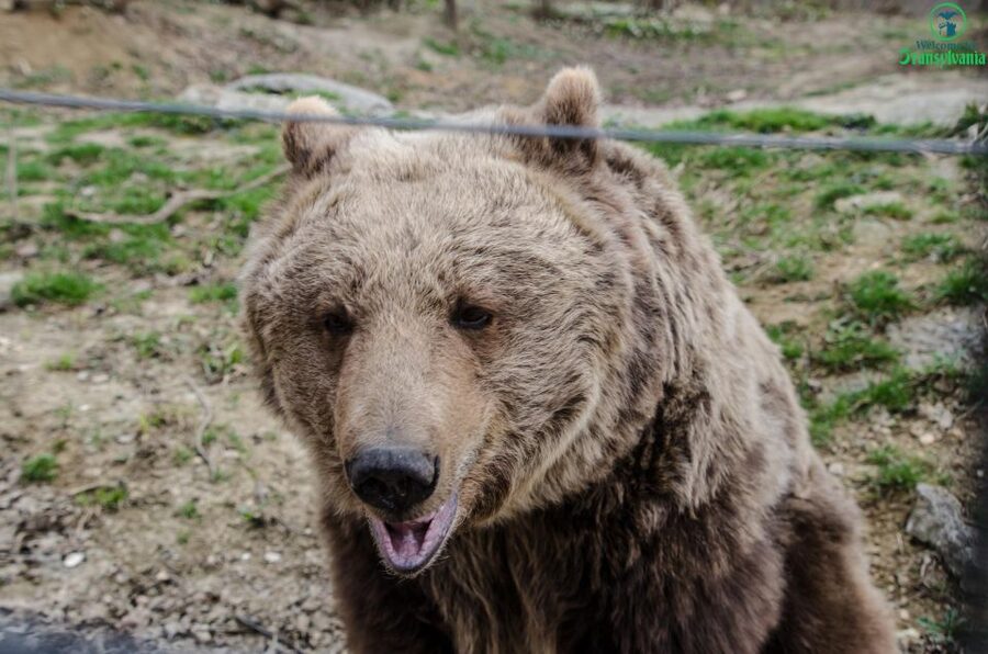 Day trip Bran Castle, Rasnov Fortress and Bear Sanctuary - Why this route works from Brașov