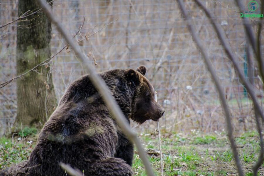 Day trip Bran Castle, Rasnov Fortress and Bear Sanctuary - Timing, transport, and what the $49 covers