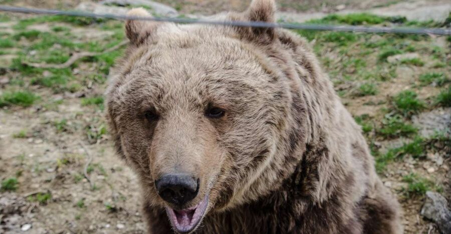 Day trip Bran Castle, Rasnov Fortress and Bear Sanctuary - LiBEARty Bear Sanctuary: the tour’s most meaningful stop