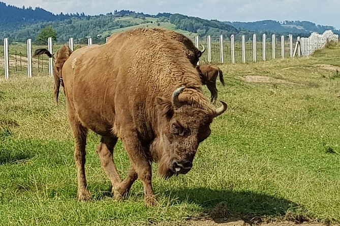 Day trip from Brasov: Bison reserve & traditional lunch - Leaving Brasov for the Carpathian foothills