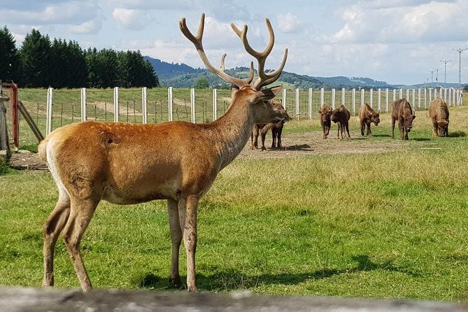 Day trip from Brasov: Bison reserve & traditional lunch - The waterfall walk and its practical limits
