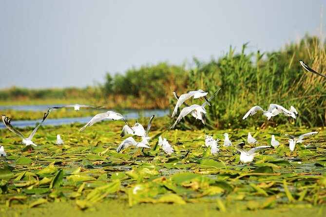Day Trip from Bucharest to Danube Delta - The seven to eight-hour road transfer