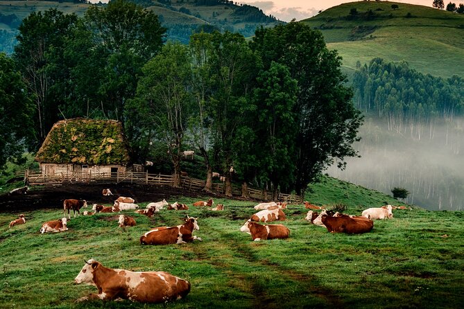 Discover Apuseni Mountains - Scarita Summit,Sipote Waterfall and Dumesti Village - From Cluj-Napoca to Posaga de Sus