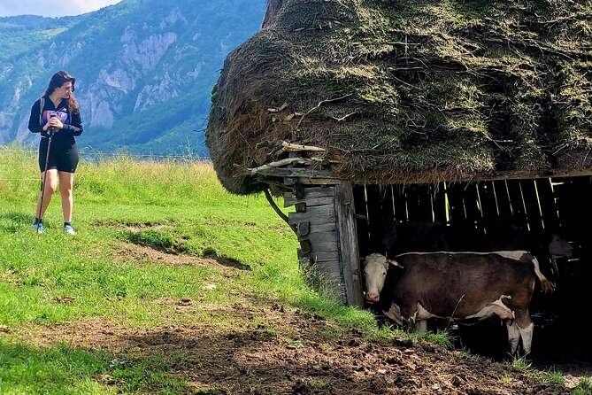 Discover Apuseni Mountains - Scarita Summit,Sipote Waterfall and Dumesti Village - A close look at plants, fungi, and mountain life