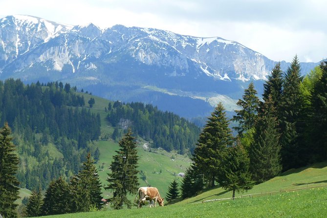 Excursión en Moeciu de Sus (recomendado para familias) con guía español nativo. - Pastures, farm shelters, and mountain life