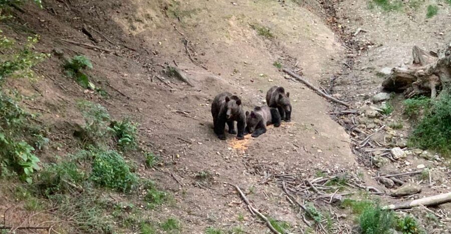 From Brasov: Bear Watching in the Wild - Key points at a glance