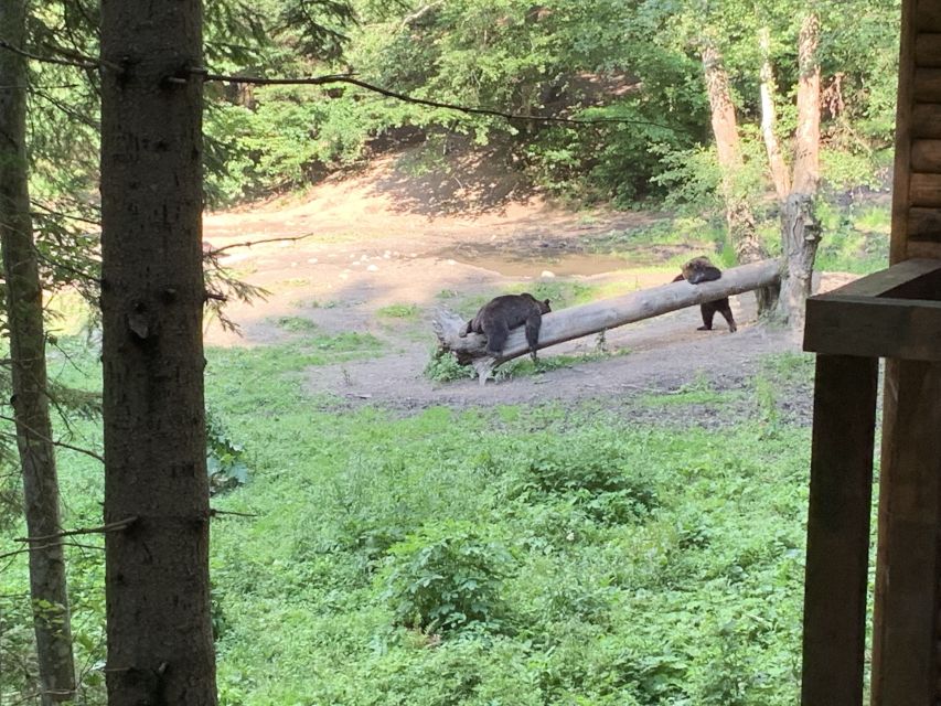 From Brasov: Bear Watching in the Wild - Why this bear watch works near Brasov
