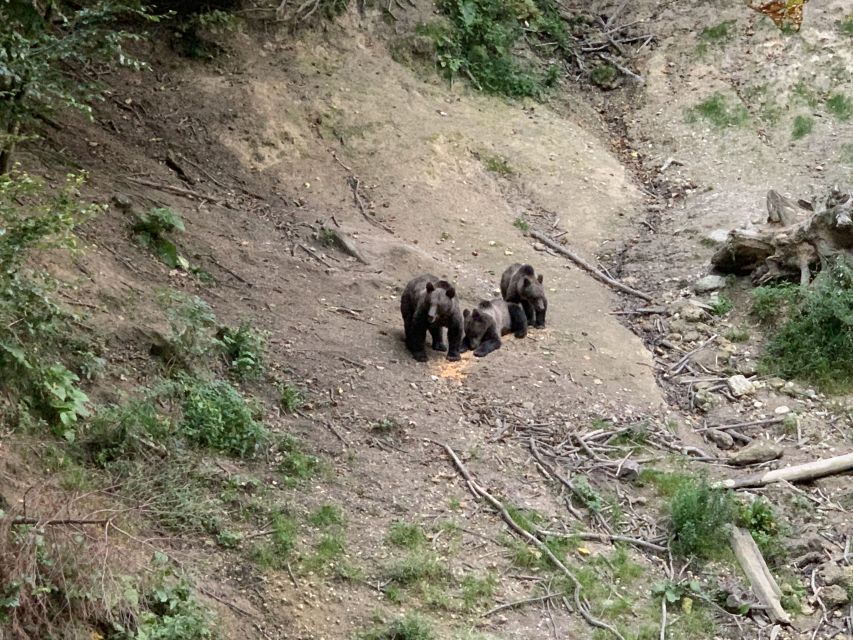 From Brasov: Bear Watching in the Wild - Meeting the ranger before entering the forest