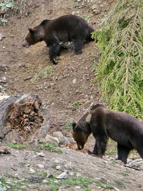 From Brasov: Bear Watching in the Wild - Reaching the observatory by foot or jeep