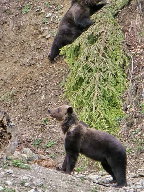 From Brasov: Bear Watching in the Wild - Photography, patience, and realistic expectations