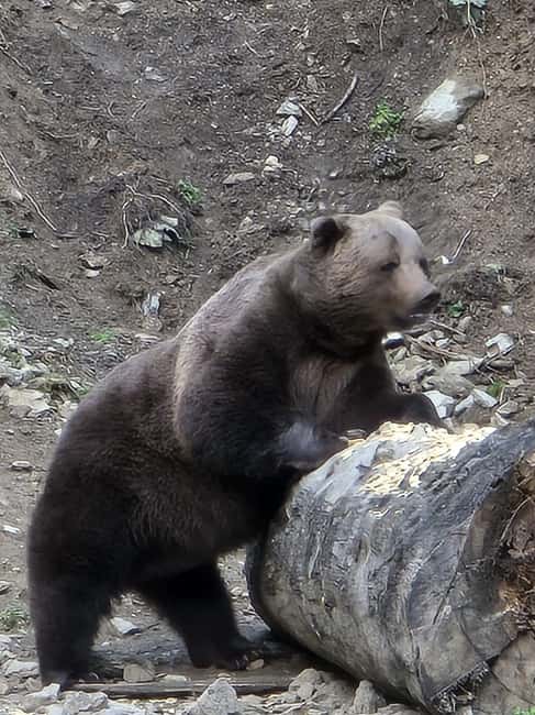 From Brasov: Bear Watching in the Wild - What the small group changes
