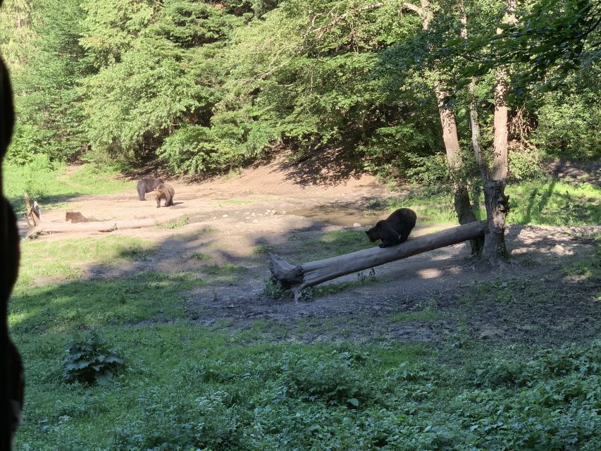 From Brasov: Bear Watching in the Wild - Is $117 a fair price?