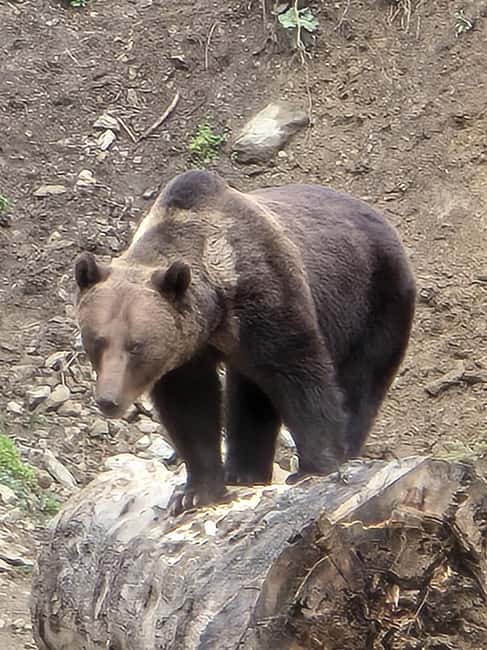 From Brasov: Bear Watching in the Wild - Who should book this experience?