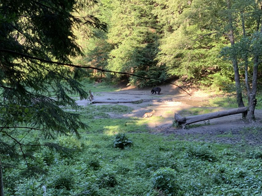 From Brasov: Bear Watching in the Wild - The late-afternoon pickup in Brasov