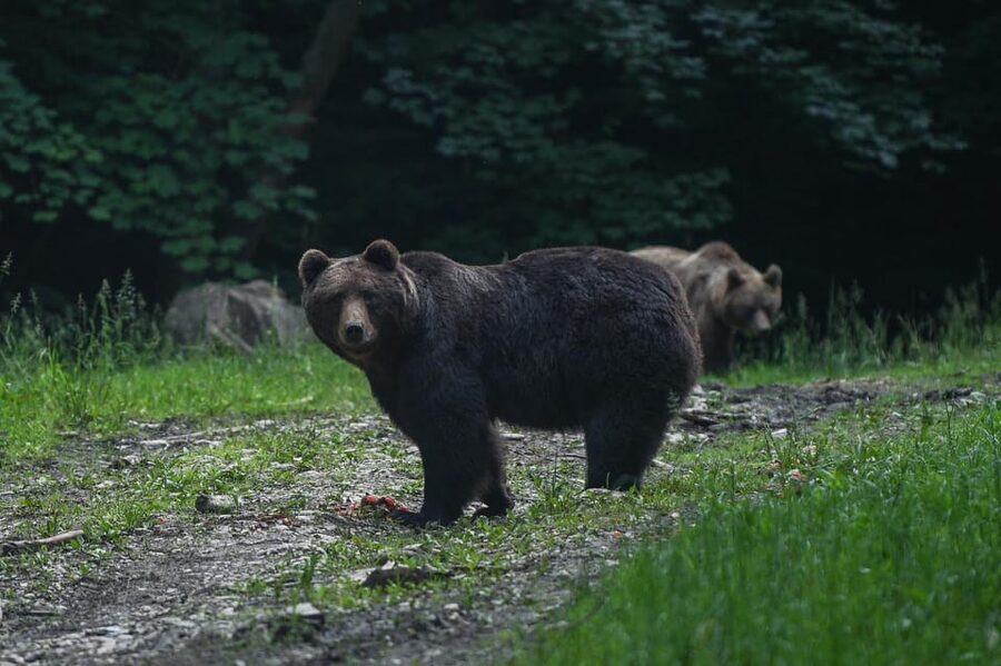 From Brasov: Brown Bear Watching in the Carpathian Mountains - At a glance