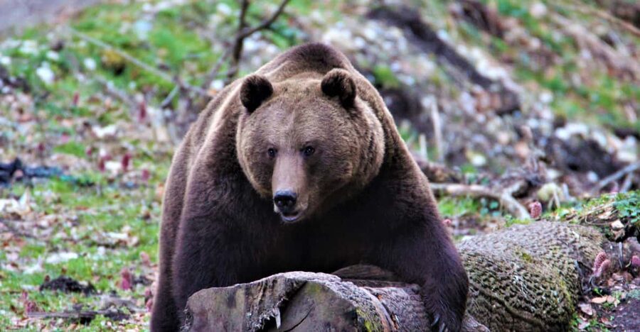 From Brasov: Brown Bear Watching in the Carpathian Mountains - Who should book this bear watch?