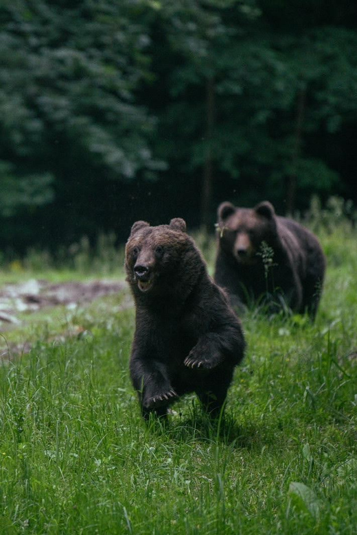 From Brasov: Brown Bear Watching in the Carpathian Mountains - From Brasov to the Carpathian forest