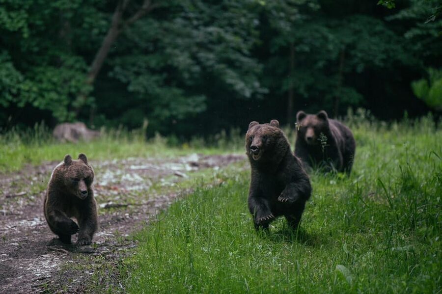 From Brasov: Brown Bear Watching in the Carpathian Mountains - Waiting quietly for the bears