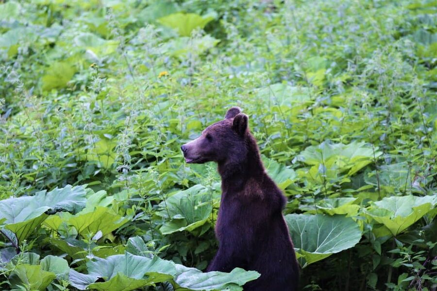 From Brasov: Brown Bear Watching in the Carpathian Mountains - What you might see in the clearing