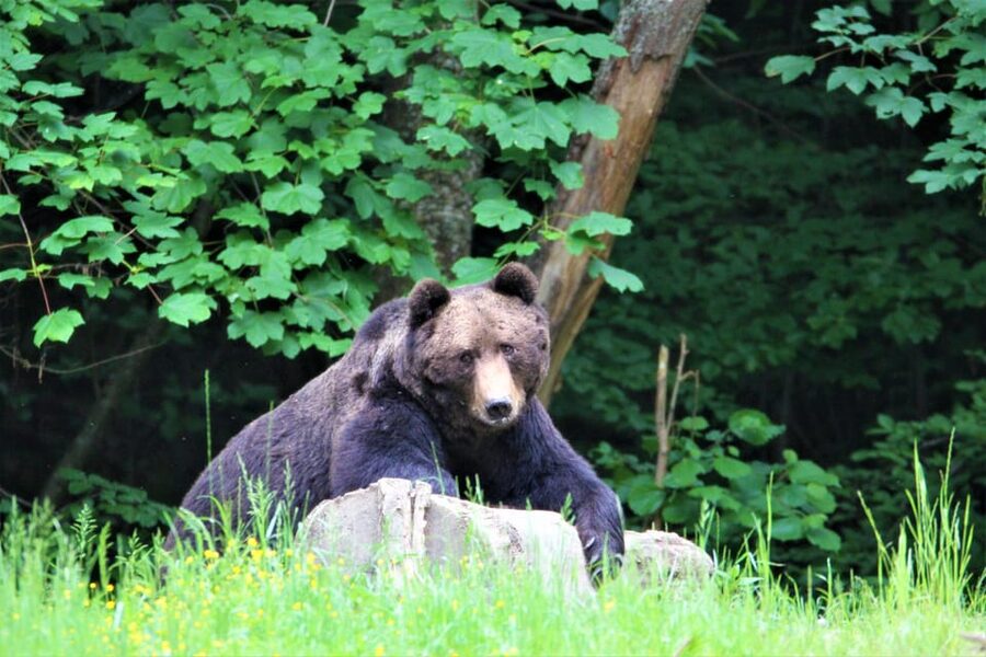 From Brasov: Brown Bear Watching in the Carpathian Mountains - How bear feeding fits into the experience