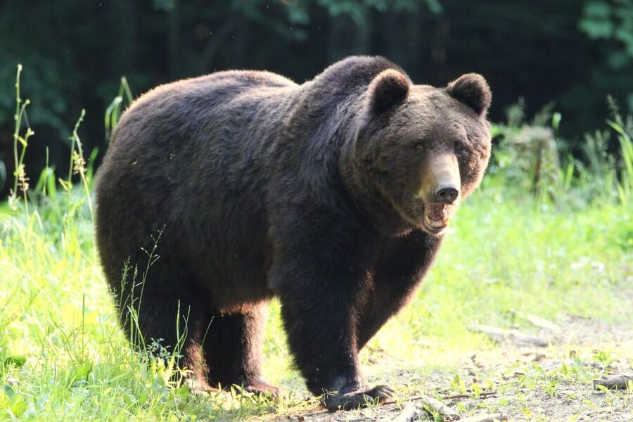 From Brasov: Brown Bear Watching in the Carpathian Mountains - A guide-led experience with a safety focus