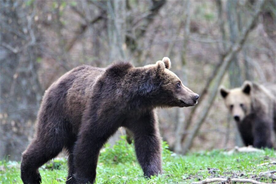From Brasov: Brown Bear Watching in the Carpathian Mountains - Is $79 good value?