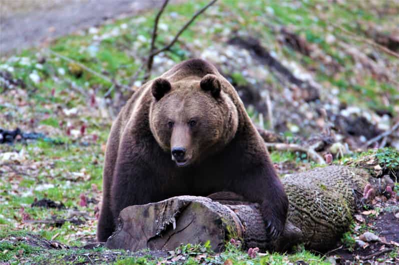 From Brasov: Brown Bear Watching in the Carpathian Mountains - Practical details that affect your day