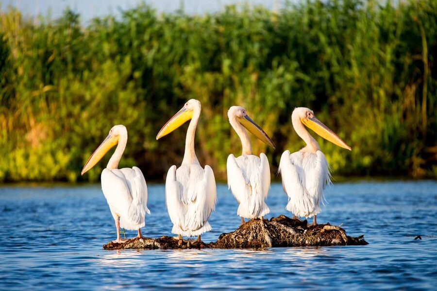 From Bucharest: Day Trip to Danube Delta - Key points at a glance