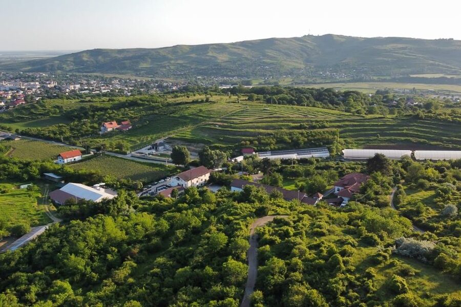 From Bucharest: Exclusive Dealu Mare Wine Tasting Tour - Key points at a glance
