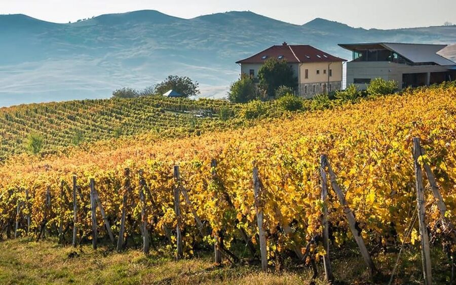 From Bucharest: Exclusive Dealu Mare Wine Tasting Tour - The 10-hour schedule from Bucharest
