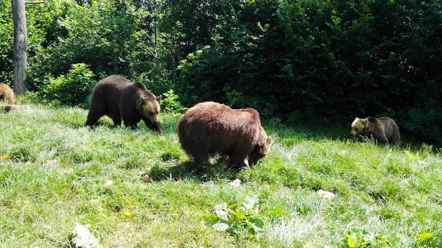 From Bucharest: Libearty Bear Sanctuary and Dracula's Castle - Why the Bear Sanctuary Comes First