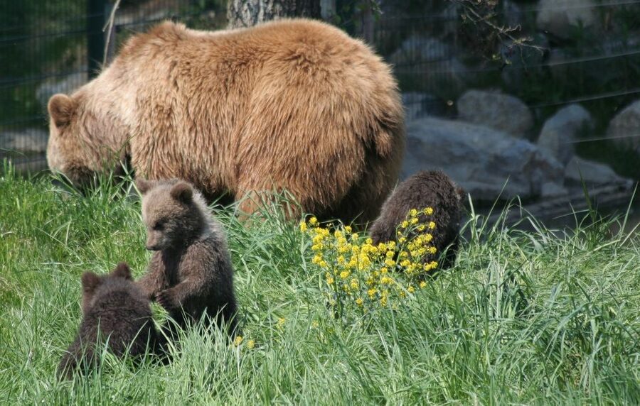 From Bucharest: Libearty Bear Sanctuary and Dracula's Castle - Bran Castle Has Two Stories to Tell