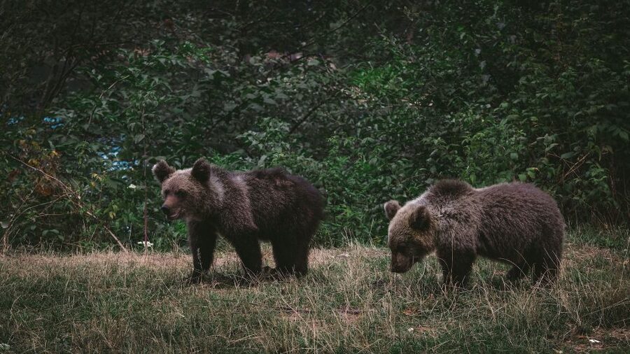 From Bucharest: Libearty Bear Sanctuary and Dracula's Castle - Allow Time for Food Around Bran