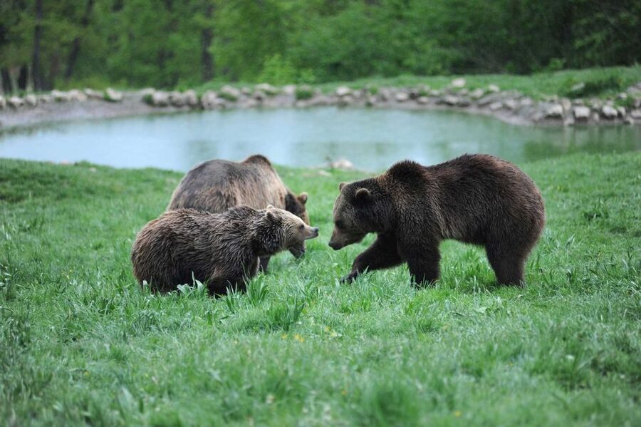 From Bucharest: Libearty Bear Sanctuary and Dracula's Castle - The Ten-Hour Schedule Needs Energy