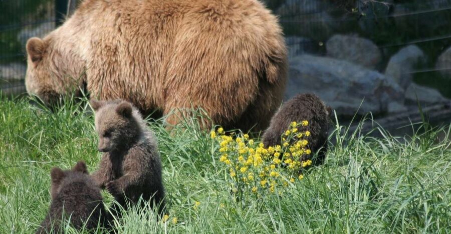 From Bucharest: Libearty Bear Sanctuary and Dracula's Castle - Who Should Book This Experience?
