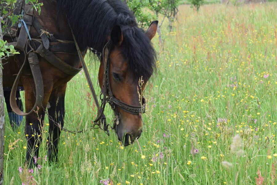 From Cluj-Napoca: Maramures Day Tour - What Geta adds to the day