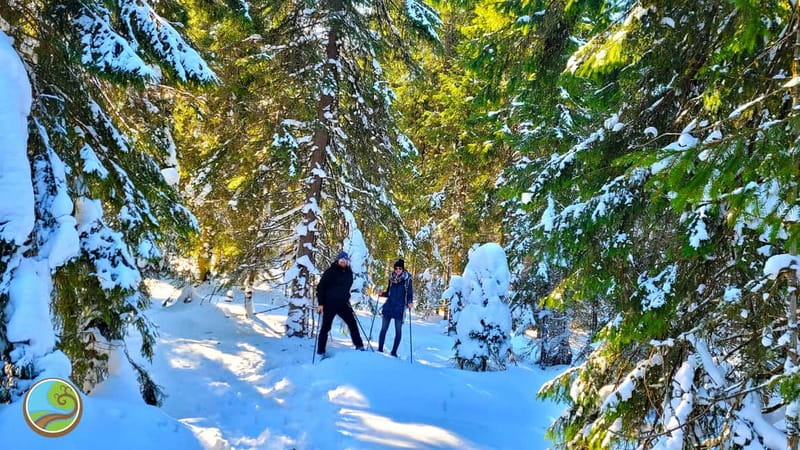 From Cluj: Winter Walking Trip on the Great Mountain - Three hours through snowy Carpathian forest