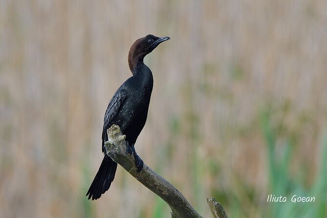 Guided Birdwatching day trip to the Danube Delta - private program - Bird species and the value of patience