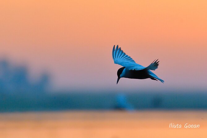 Guided Birdwatching day trip to the Danube Delta - private program - Cost and who gets the best value
