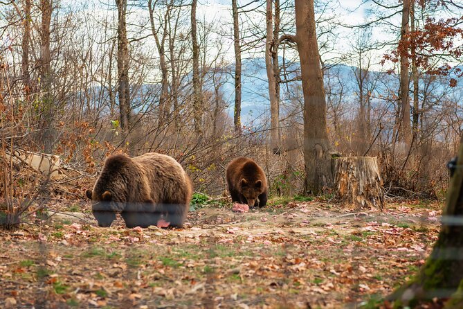 Legends&Wildlife Awaits: Dracula's Castle & Bear Sanctuary - Through the Carpathian Mountains to Bran