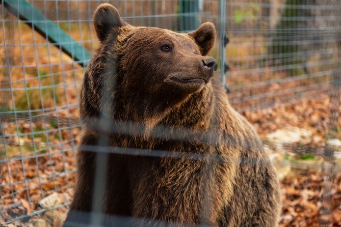 Legends&Wildlife Awaits: Dracula's Castle & Bear Sanctuary - The real value at $224.76