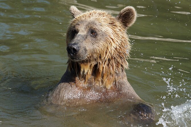 Libearty Bear Sanctuary and Dracula's Castle - Day Tour from Bucharest - The practical side of visiting Libearty
