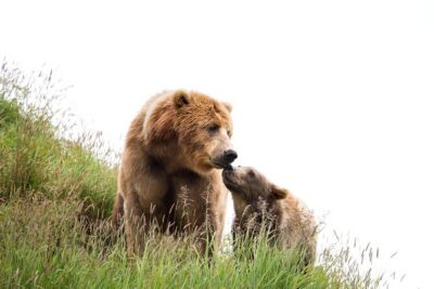 Libearty Bear Sanctuary and Dracula’s Castle – Day Tour from Bucharest